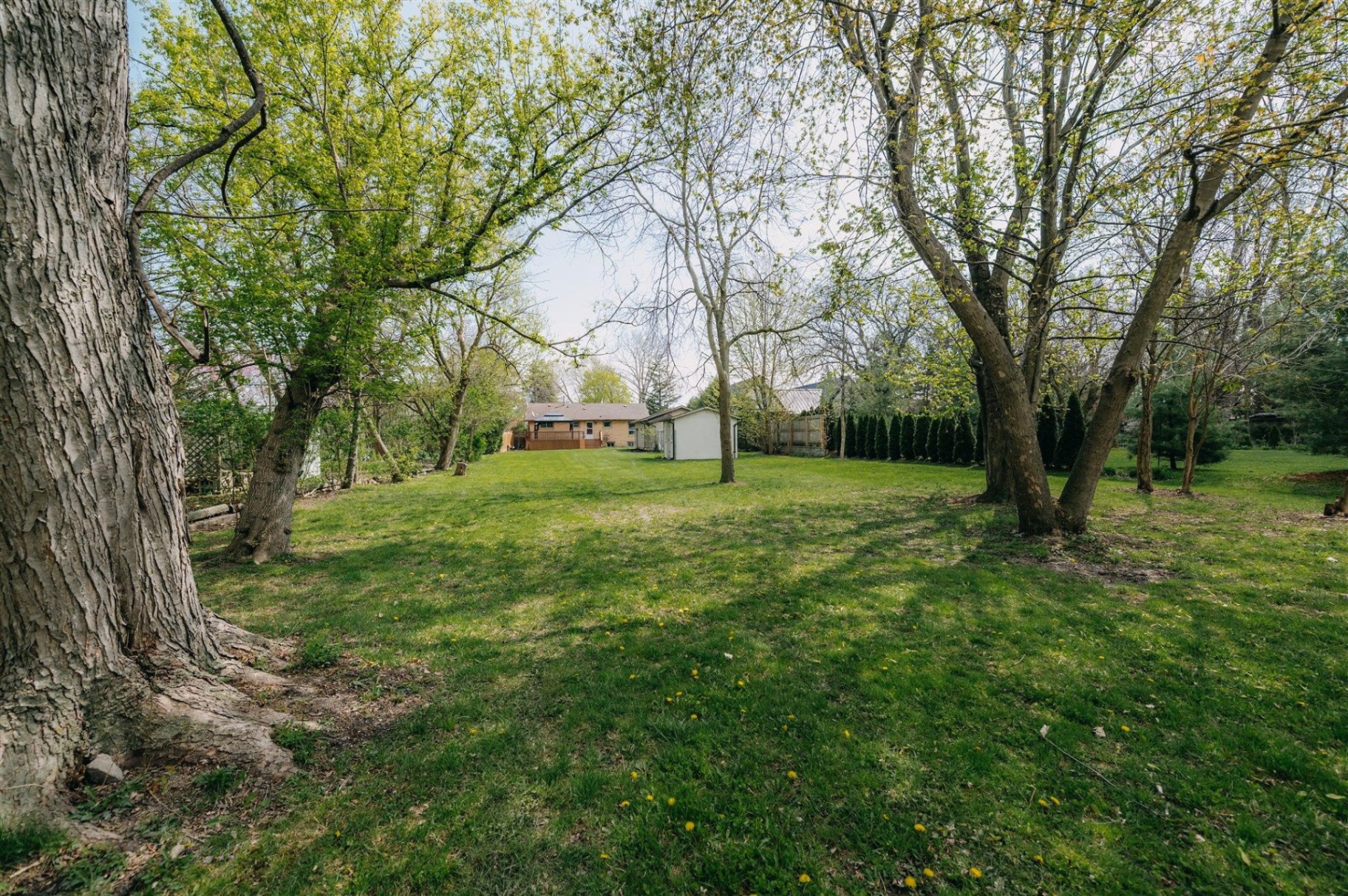Deep backyard with mature trees at 1115 Jarvis Avenue